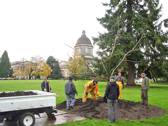 George Washington Bush Butternut scion
                    at the State Capitol